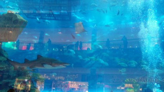 Das mächtige Aquarium