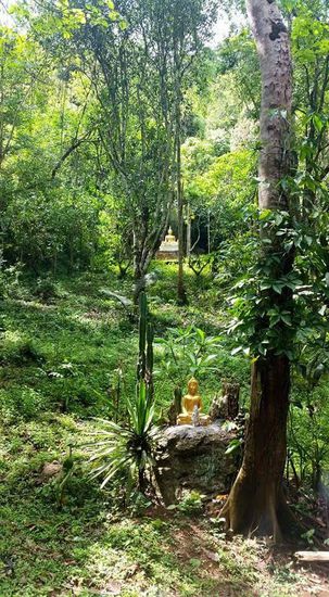 Eine Höhle mit Buddha Figuren...