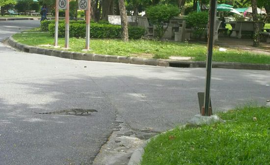 Der läuft uns im Park über den Weg...