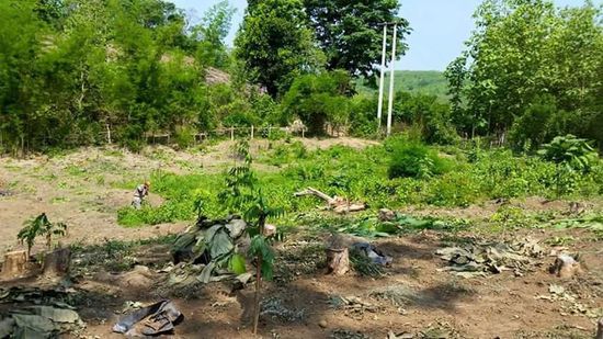 Erster Stop bei fleißigen Bauern, die ihr Bananenfeld mühsam von Unkraut befreien