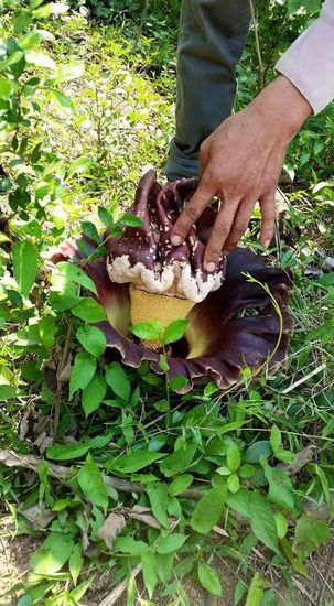 Hier zeigt er uns eine schöne Blüte in der fette Käfer rumkrabbeln. Er erzählt uns dass die von den Laoten gegessen werden