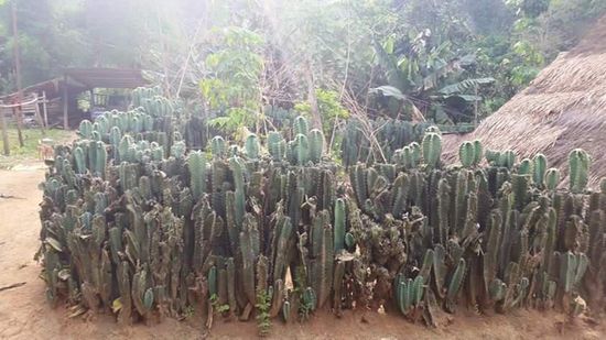 Wir fanden, das ist eine originelle Idee für einen Zaun...