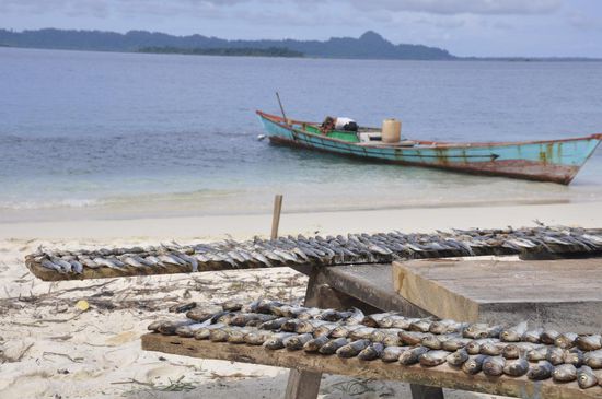 Fische wurden zum trocknen in die Sonne gelegt