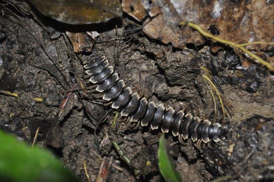 Große Tausendfüßler