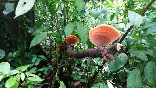 Schöne Pilze, die wie Schmetterlinge aussehen