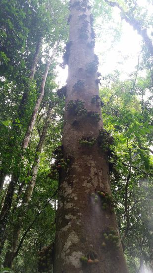 Tolle bewachsene Bäume