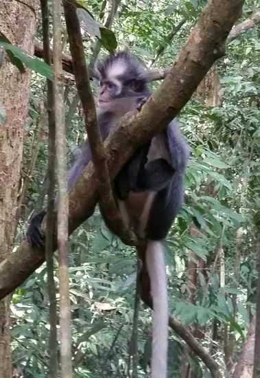 ...mit ellenlangen Schwanz!!