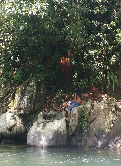 Mogli spielt mit den Orang Utans