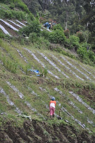 Die Eltern arbeiten auf dem Feld