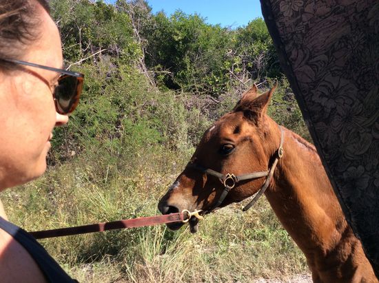 Unterwegs sammeln wir ein Ersatzpferd für den Rückweg ein...
