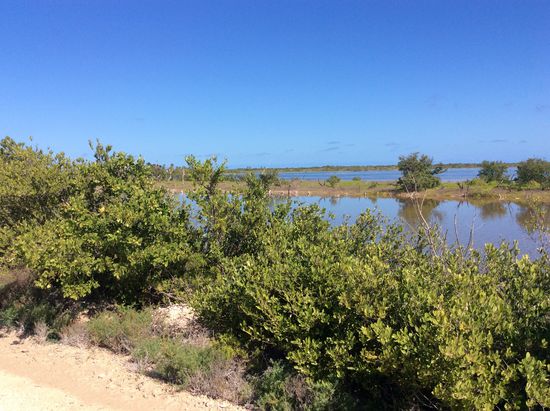 Da hinten sind viele Flamingos