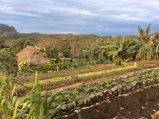 Vorn die Gemüsebeete