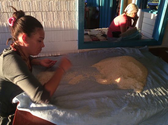 Das Mädel sortiert die Reiskörner Stück für Stück..