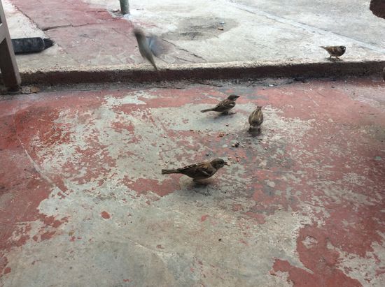 Die freuen sich über die Reste...