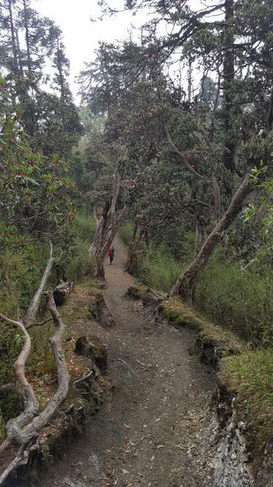 Dann führt uns der Weg durch Rhododendren Wälder. Leider sehen wir nur Reste der Blüte. Aber wir können erahnen, wie prachtvoll es hier zur Blütezeit aussehen muss. Die Natur ist unglaublich schön und endlich mal keine Steinstufen 