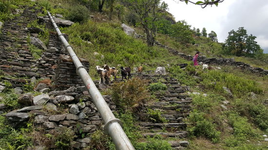 Unterwegs ein Mädchen mit einer Ziegenherde
