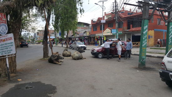 In Pokahara hat sich nichts verändert, die Kühe machen noch immer ein Schläfchen 