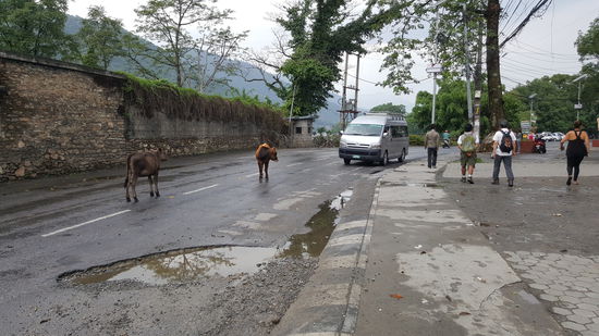 Die Tiere stehen ganz dreist mitten auf der Straße...