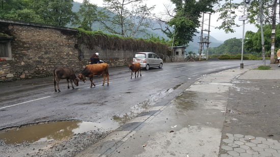 ...und alle Auto müssen drumherum herumfahren...