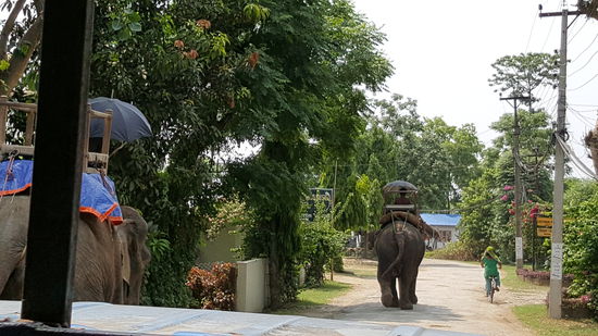 Die Elefanten gehören hier zum Straßenbild