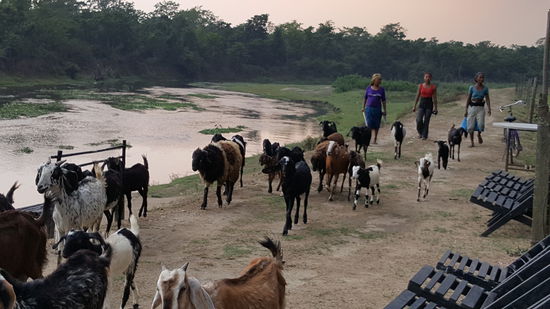 Ein paar Frauen  treiben die Ziegen ins Dorf. Die Frauen sind immer hübsch und farbenprächtig gekleidet. Außerdem tragen Sie viel Goldschmuck.