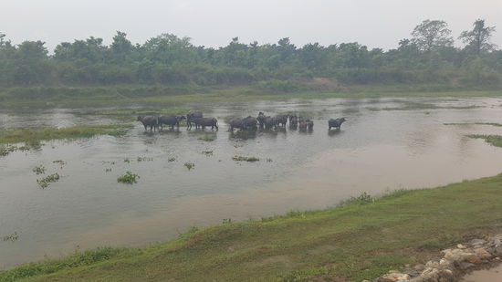 Die heiligen Büffel. Die haben hier Narrenfreiheit ...dürfen alles...