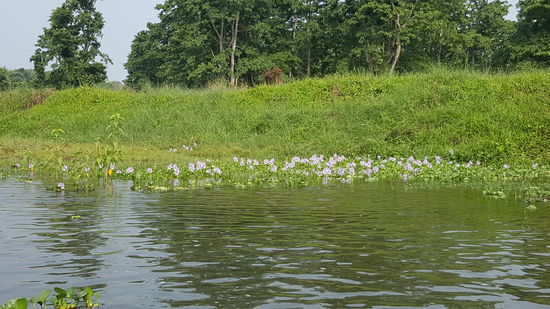 Auf dem Fluß blühen wunderschön blaue Hyazinthen.