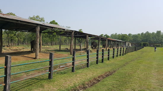 Die Elefantenmütter mit ihren Kindern. Leider angekettet, was uns nicht so sehr gefiel...