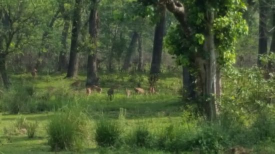 Unmengen von Deers haben wir gesehen, auch einen richtig lauten Machtkampf zwischen 2 Hirschen.