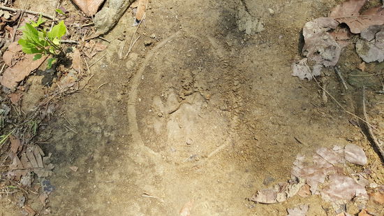 Spuren vom Tiger, angeblich sind es frische Spuren vom heutigen Morgen...Brrr