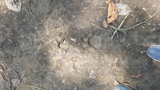 Ein paar Meter weiter entdecken wir weitere Spuren, man kann erkennen das ein Junges dabei ist. Normaler Weise greifen Tiger den Menschen nicht an, wenn aber ein Junges dabei ist, kann es gefährlich werden. Unser Guide warnt entsprechend uns entgegenkommende Nepalesen. Er berichtet auch, das letztes Jahr eine Frau angegriffen wurde. Wir sind froh, nur die Spuren gesehen zu haben.