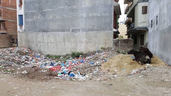 Auf dem Rückweg sind wir etwas vom Weg abgekommen und fangen dabei diese Bilder ein: Kühe die hier immer Narrenfreiheit genießen inmitten eines Müllbergs einer Hochhaussiedlung