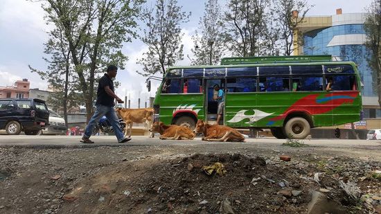 Wieder mitten auf der Straße die heiligen Kühe um die sämtliche Autos und Busse herumfahren müssen.