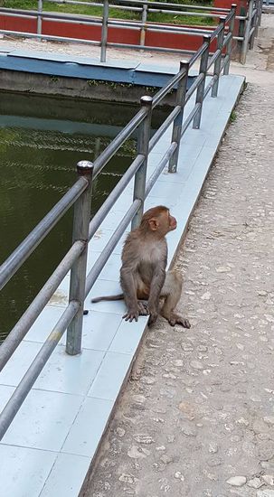 Diese frechen Gesellen beobachten uns ständig.
