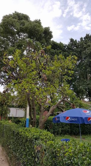 Ein ganzer Baum voll Affen.