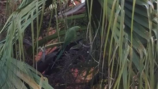 Da rennt man stundenlang durch den Dschungel und dann kommt der Kollege zu uns...die Aufnahme vom Papagei ist leider unscharf weil er oben in der Palme saß und meine Handy kamera überfordert ist