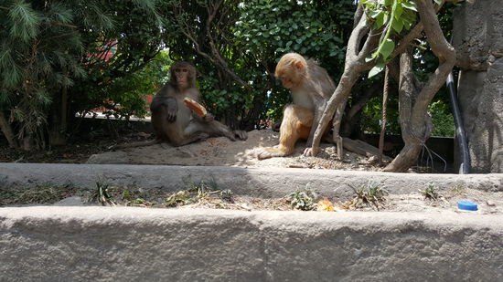 Ein Affe hat ein Eis ergattert und verteidigt das vehement...