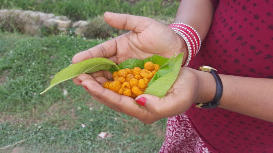 Ooohhh..Ob das wohl gut geht...Diese Beeren haben die Kinder für uns gesammelt und wir haben sie gegessen..
Sie sehen aus wie gelbe Mini-Himbeeren, schmecken aber säuerlich.