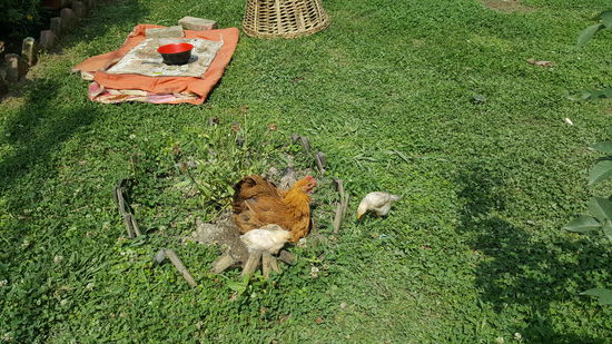 ...Die gibt es hier natürlich auch...Jeden Tag 9 Eier...