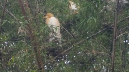 ...die machen viel Krach...