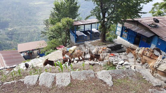 Mulis schleppen alle möglichen Dinge...