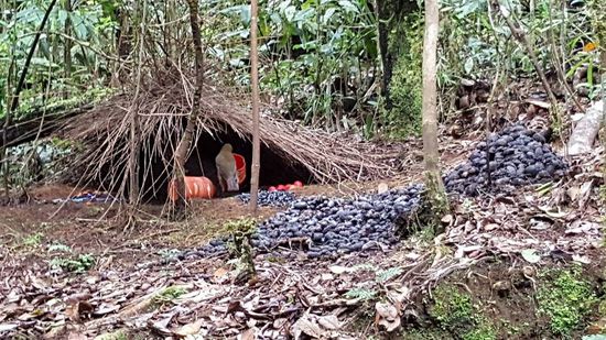 Da schleppt der den orangen Behälter ins Nest