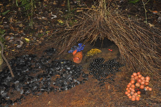 So fein hat der kleine Vogel aufgeräumt--unglaublich!!