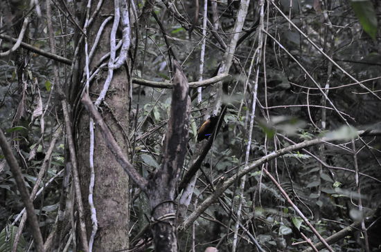 Leider erwischen wir den nicht so gut...