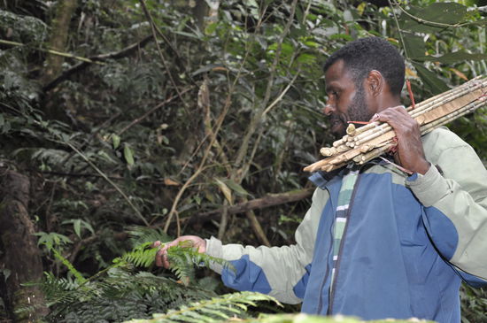 Wir sammeln hier Gemüse welches wie unser Farn aussieht...