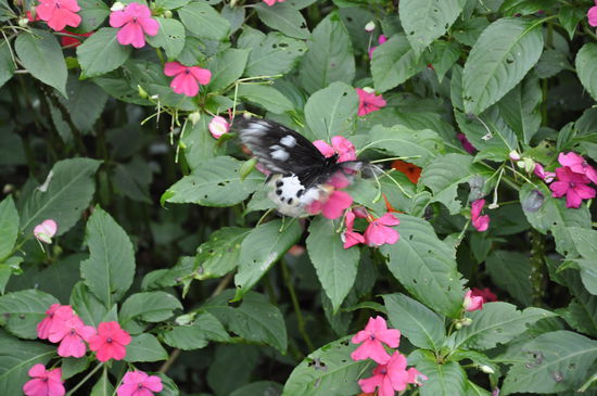In dem schönen Garten am Guesthouse gibt es unzählige Schmetterlinge..