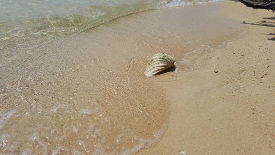 ..mit riesigen Muscheln...