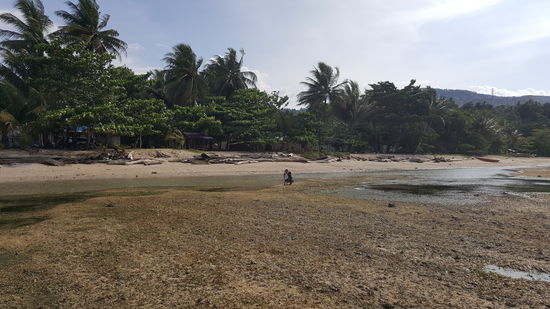 Immer wieder sind Einheimische zu beaobachten die irgendwas sammeln--ich denke Muscheln zum essen..