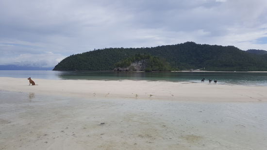 Übrigens hat man hier immer einen Hund als Begleiter...