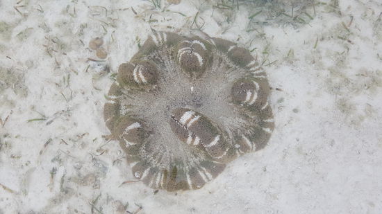 Da trete ich lieber nicht drauf..